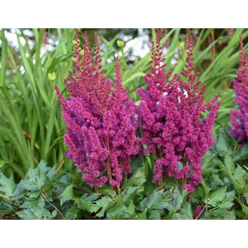 Astilbe chinensis 'Vision in Red'  - tollbuga - CS11