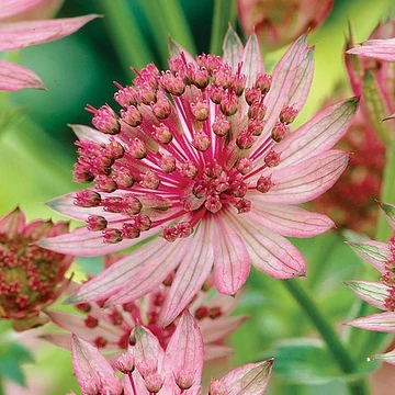 Astrantia major 'Pink' - völgycsillag - CS11