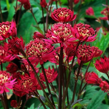 Astrantia major 'Red' - völgycsillag - CS11