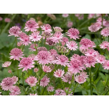 Astrantia major 'Roma' - völgycsillag - CS14