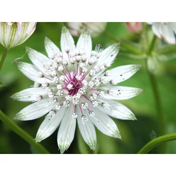 Astrantia major 'White' - völgycsillag - CS11