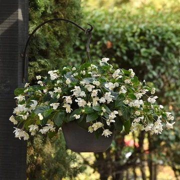 Begonia x hybrida 'Dragon Wing White' - sárkány begónia - CS14
