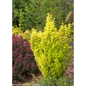Berberis thunbergii 'Golden Pillar' - borbolya - CS9