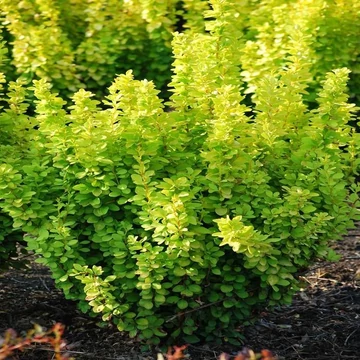 Berberis thunbergii 'Maria' - borbolya - CS17