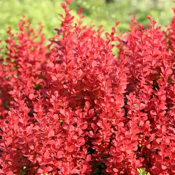Berberis thunbergii 'Orange Rocket' - borbolya - CS17