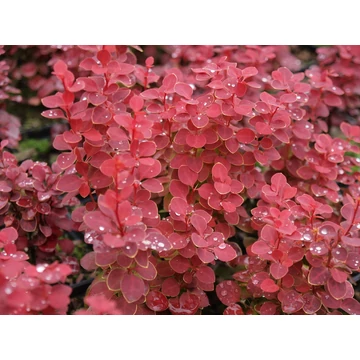 Berberis thunbergii 'Chiquita' - borbolya - CS9