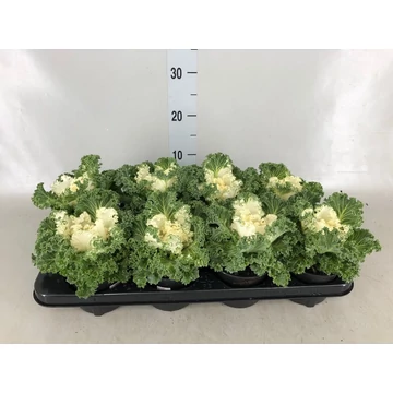 Brassica oleracea (fehér) - díszkáposzta - CS10,5