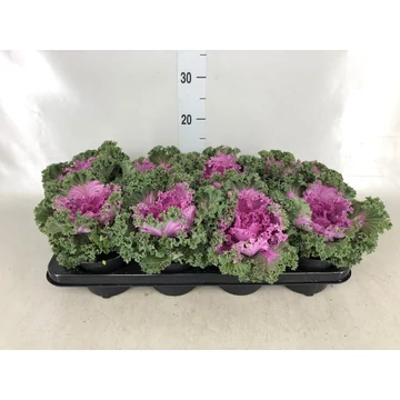 Brassica oleracea (lila) - díszkáposzta - CS10,5