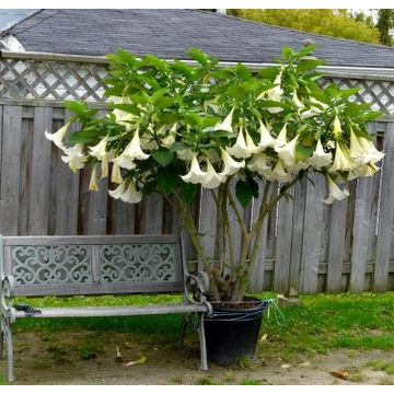Brugmansia arborea - angyaltrombita - CS9