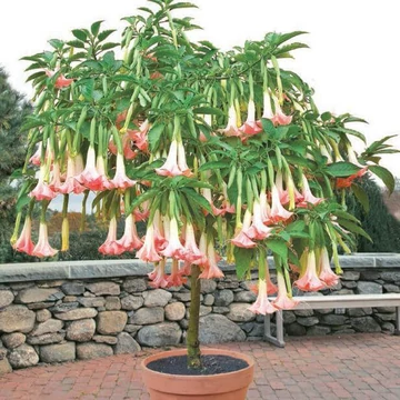 Brugmansia suaveolens - angyaltrombita - CS9