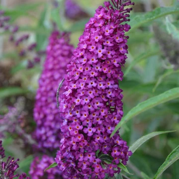 Buddleja davidii 'Magenta Munchkin' - nyári orgona - CS12