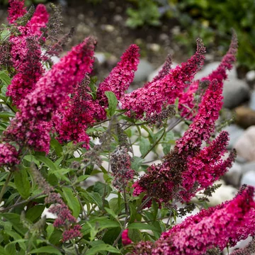 Buddleja davidii 'Prince Charming' - nyári orgona - CS17