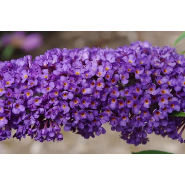 Buddleja davidii 'Ellen's Blue' - nyári orgona - CS15