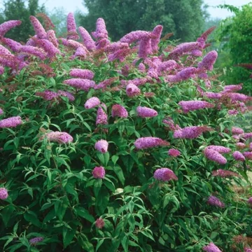 Buddleja davidii 'Pink Delight' - nyári orgona - CS15