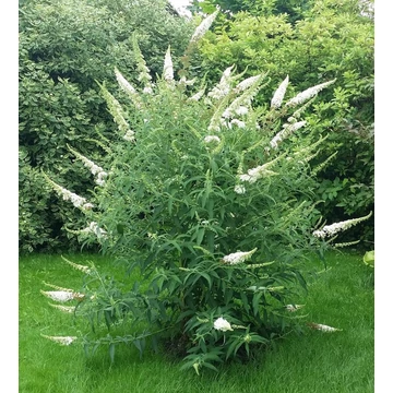 Buddleja davidii 'White Profusion' - nyári orgona - CS15