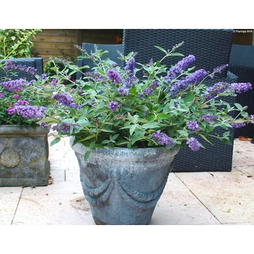 Buddleja davidii 'Free Petite Blue Heaven' - nyári orgona - CS17
