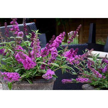 Buddleja davidii 'Free Petite Tutti Frutti' - nyári orgona - CS17