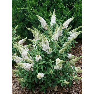 Buddleja davidii 'Free Petite Snow White' - nyári orgona - CS17