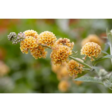 Buddleja wey. 'Sungold' - nyári orgona - CS17