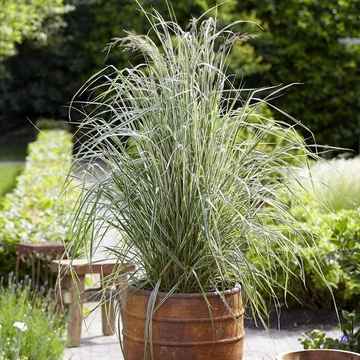 Calamagrostis acutiflora 'Overdam' - nádtippan - CS12