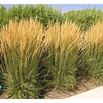 Calamagrostis 'Karl Foerster'- nádtippan - CS21