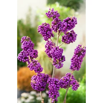 Callicarpa bodinieri 'Profusion' - kínai lilabogyó - CS15