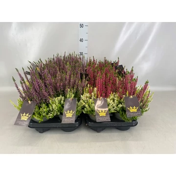 Calluna vulgaris 'Beauty Ladies Crown' - csarab - CS11