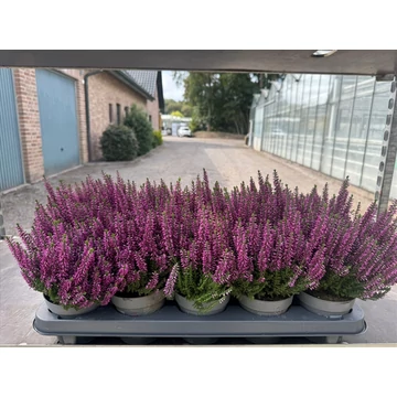 Calluna vulgaris 'Beauty Ladies Renate' - csarab - CS10