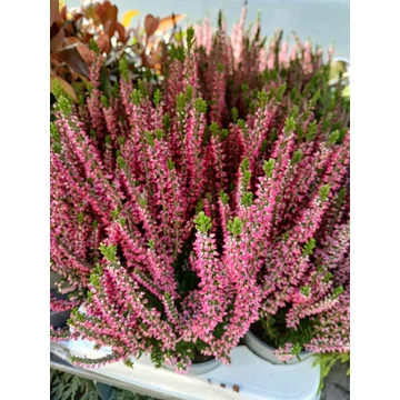 Calluna vulgaris 'Beauty Ladies Siska' - csarab - CS9