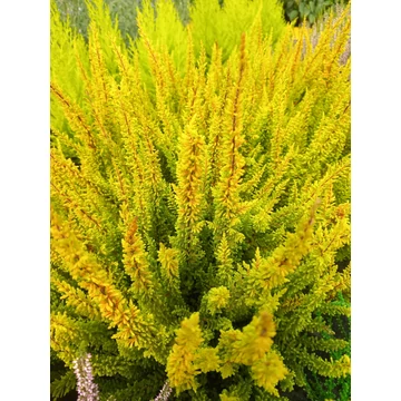 Calluna vulgaris 'Skyline' - csarab - CS9