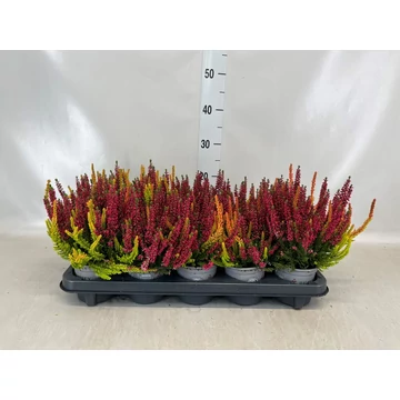 Calluna vulgaris 'Beauty Ladies Symphony'  - csarab - CS11