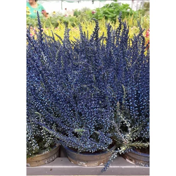 Calluna vulgaris 'Blue' - csarab - CS9