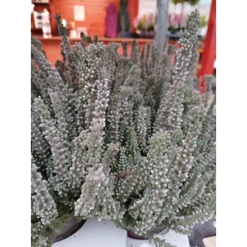 Calluna vulgaris 'Garden Girls Fluffy' - ezüst csarab  - CS12