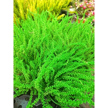 Calluna vulgaris 'Green' - csarab - CS9