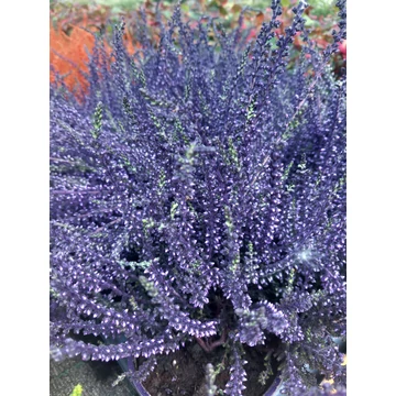 Calluna vulgaris 'Lilac' - csarab - CS9