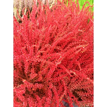 Calluna vulgaris 'Red' - csarab - CS9