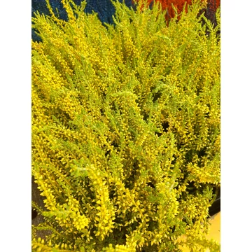 Calluna vulgaris 'Yellow' - csarab - CS9