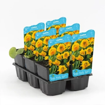 Caltha palustris 'Plena' - mocsári gólyahír - CS9 - vízi növény!