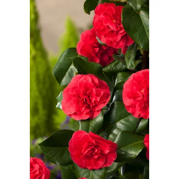 Camellia japonica 'Lady Campbell' - kamélia - CS14