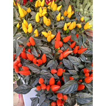 Capsicum annuum 'Salsa mixed' - díszpaprika - CS10,5