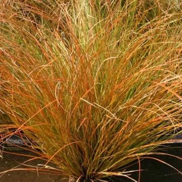 Carex testacea 'Prairie Fire' - narancsos sás - CS13