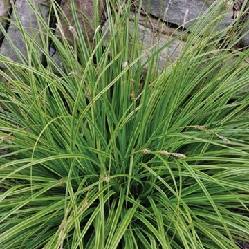 Carex ohimensis 'Everlime' - japán sás - CS12