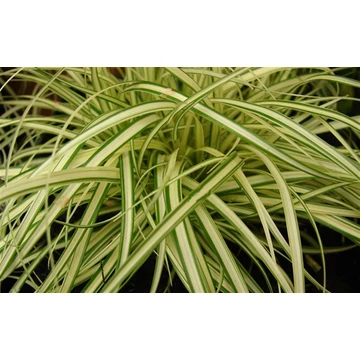Carex hachijoensis 'Evergold' - japán sás - CS12