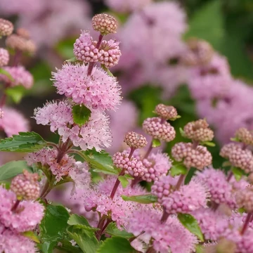 Caryopteris clandonensis 'Pink Perfection' - kékszakáll - CS17