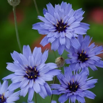Catananche caerulea 'Blue' – zörgővirág – CS12
