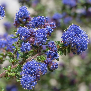 Ceanothus 'Puget Blue' - kék táskavirág - CS15