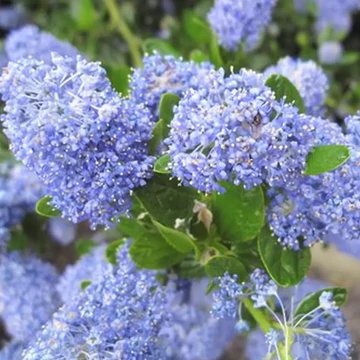 Ceanothus impressus 'Victoria' - táskavirág - CS17