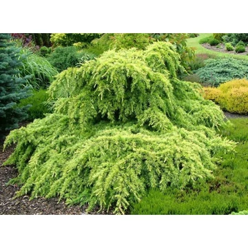 Cedrus deodara 'Golden Horizon' - arany himalájai cédrus - CS23