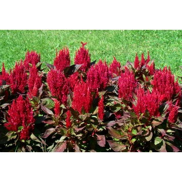 Celosia plumosa 'Bikavér' - kakastaréj - CS10,5