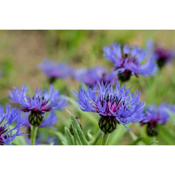 Centaurea montana - hegyi imola - CS12